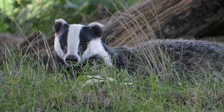 Stop the badger slaughter