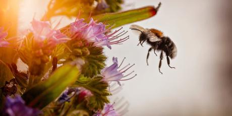 Starmer: Put Nature First