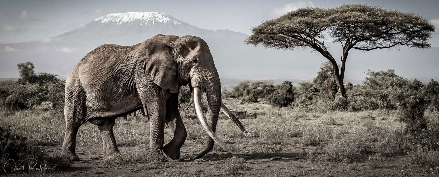 Stop trophy hunting - save the Amboseli elephants