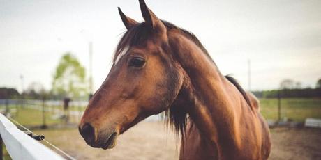 End horse slaughter flights