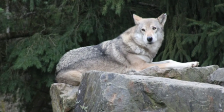 Wolfsjagd in Europa stoppen