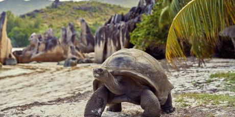 Save the giant tortoise paradise