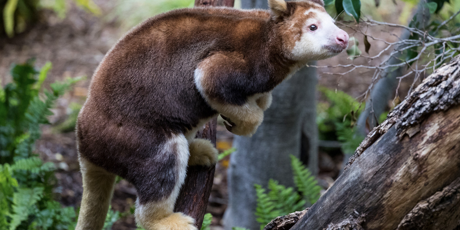 Save tree-kangaroos