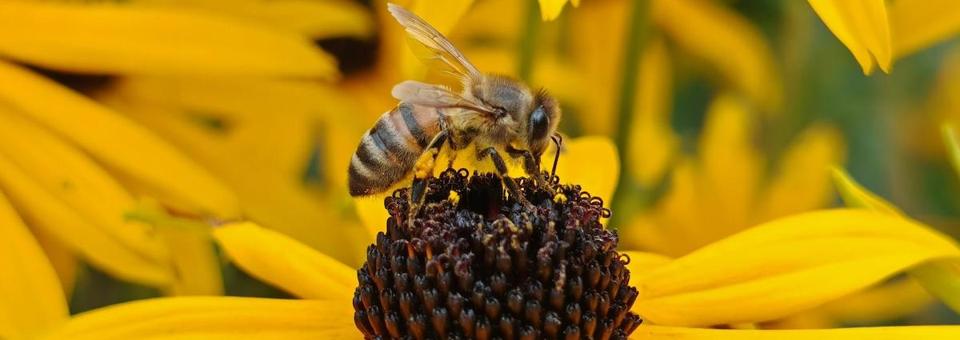 UK: Protect the bees now!