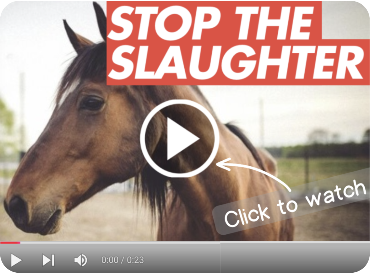 SIGN below to STOP the slaughter!!