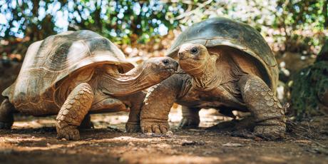 Save these Giant Tortoises