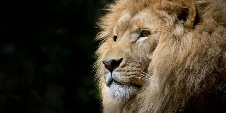 Close All Big Cat Jails