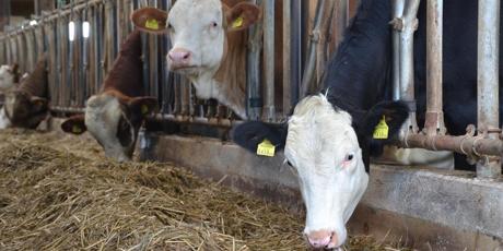 Beef pumped with hormones??