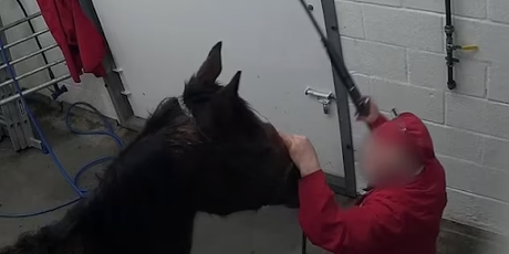 End the slaughter of horses!
