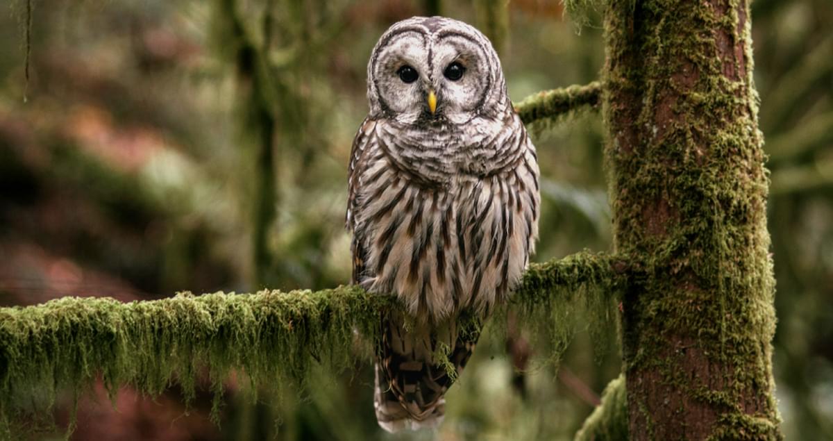 Stop the owl massacre!