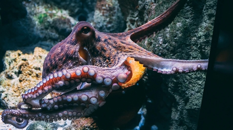 Stop the octopus torture!