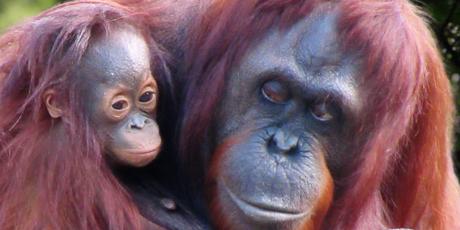 Red de Tapanuli-orang-oetans