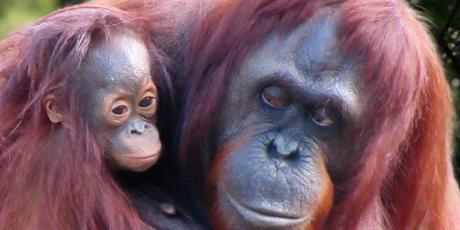 Save the Tapanuli orangutans!