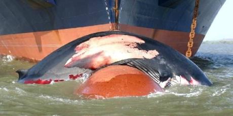 Rights for whales 🐋