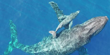 Rights for whales 🐋