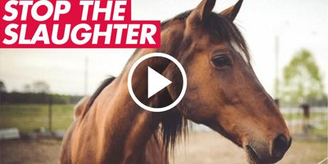End Korean Air’s slaughter flights​​​​