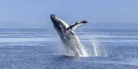 Rights for whales 🐋