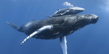 Rights for whales 🐋