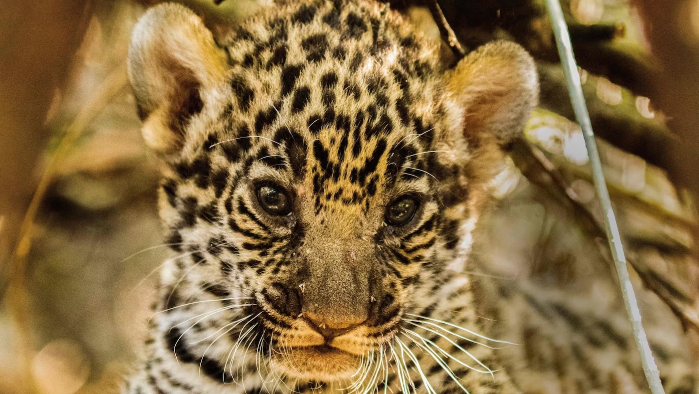 Save the last 20 jaguars of Gran Chaco!