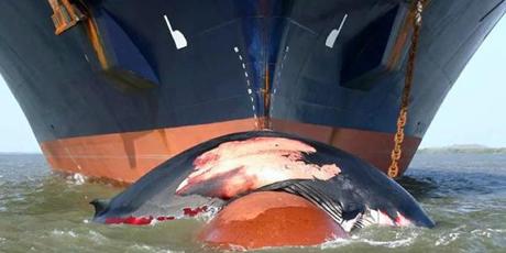 Rights for whales 🐋