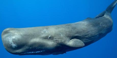 Rights for whales 🐋
