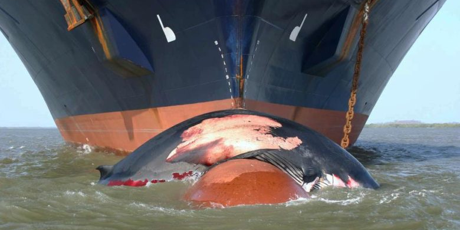 Des droits pour les baleines 🐋