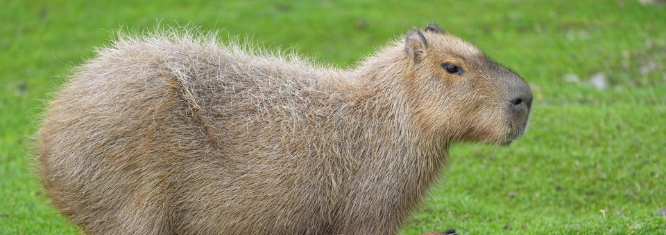 No Capybara Alcatraz!
