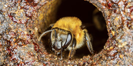 Rights for Stingless Bees