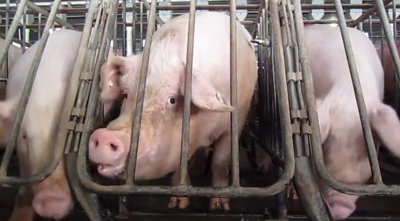 EU: Drop the ridiculous ‘veggie burger’ ban!