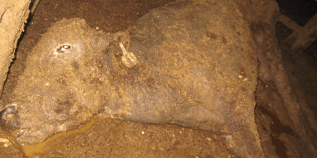 Save 3,000 cows at sea