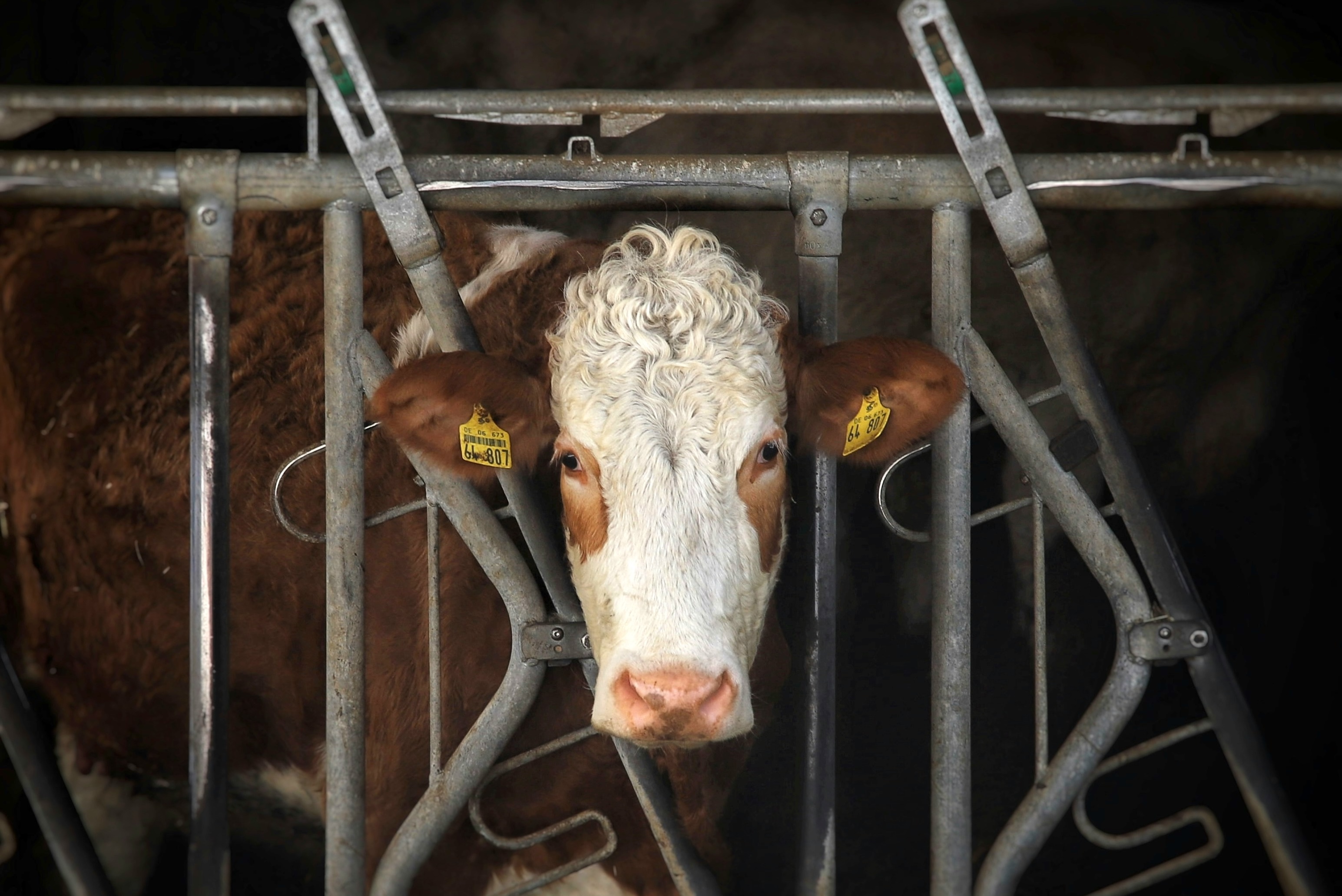 EU: Drop the ‘veggie burger’ ban! 🍔 