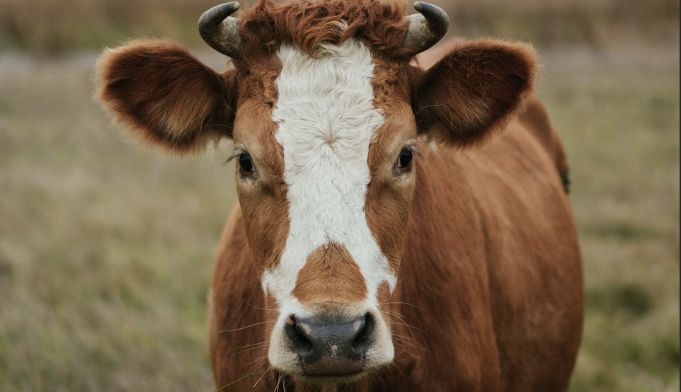 EU: Drop the ‘veggie burger’ ban! 🍔 