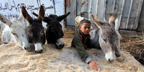 Esel gerettet. Kinder im Stich gelassen
