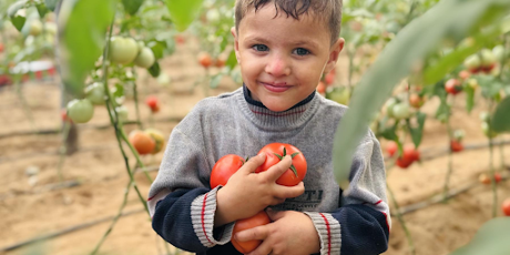 Revive Gaza's Farmlands