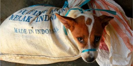 Indonesia: Dog Meat Ban Now!