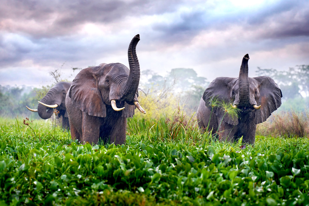 Stop the East African Crude Oil Pipeline