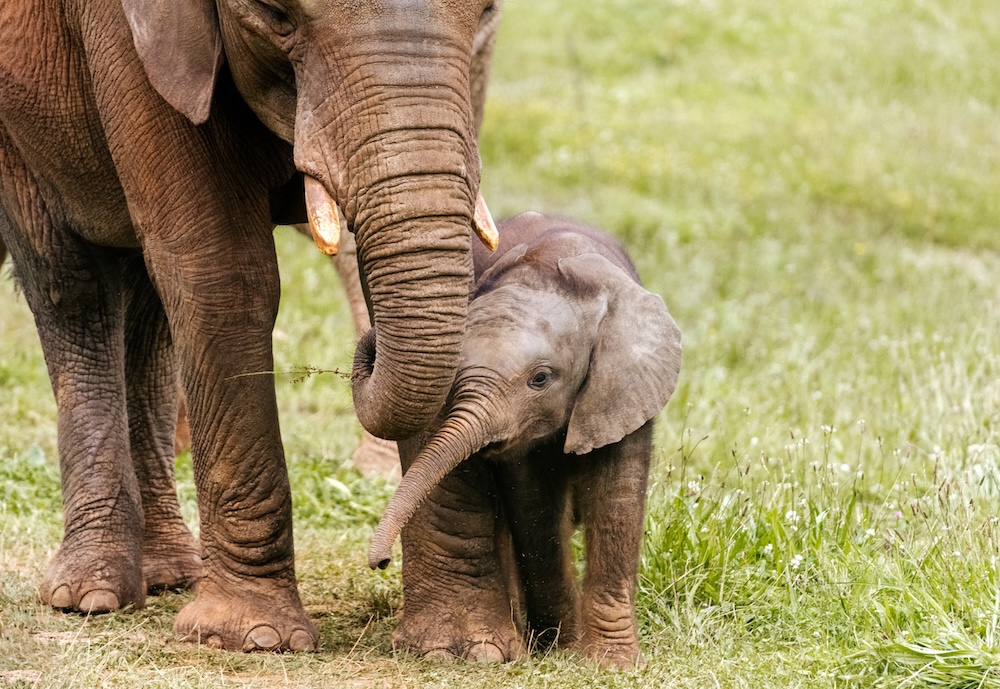 Stop the East African Crude Oil Pipeline