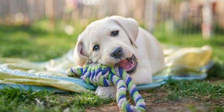 Indonesia: Dogs do not belong on menus!