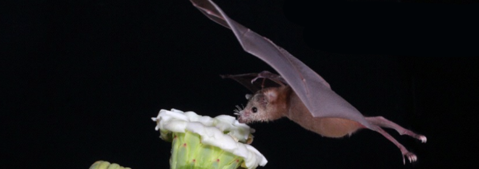 Save the Tepoztlán's bat