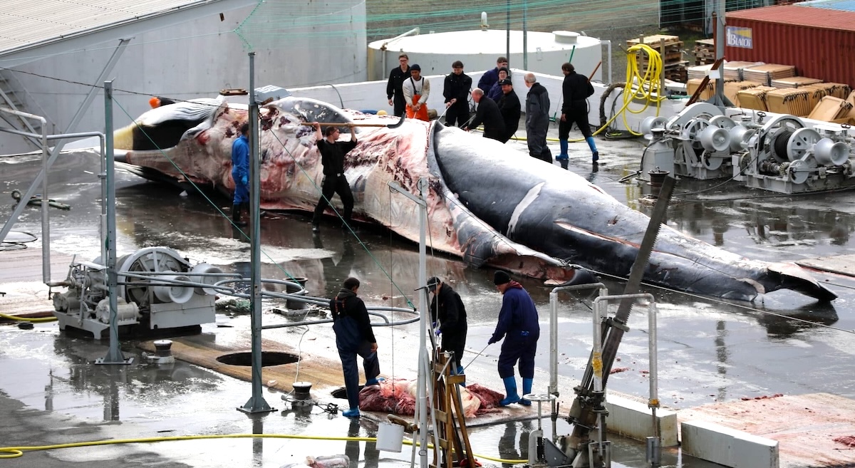 Iceland: stop the whale butcher