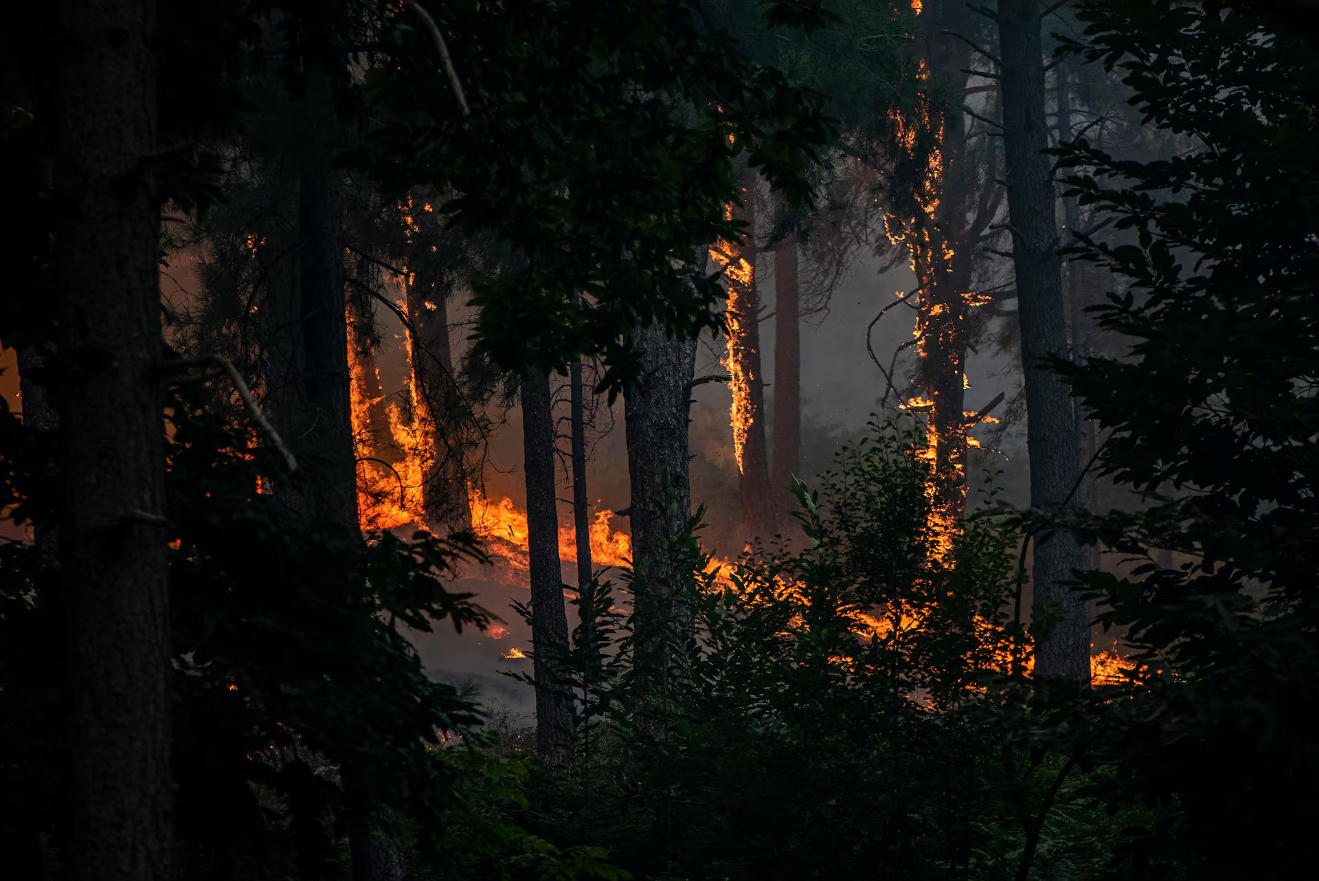 Todos contra el fuego