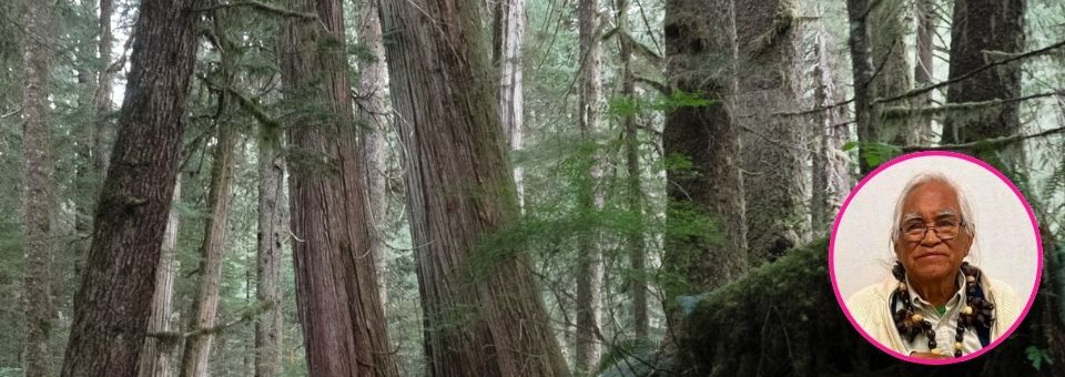 Save Canada's last ancient forests