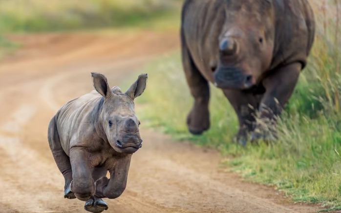 Let baby rhinos roam free