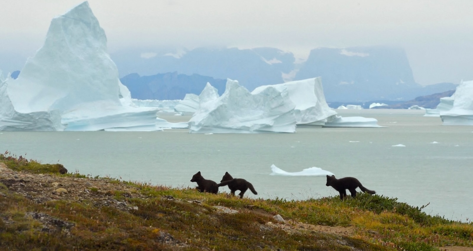 Trump: Hands off Greenland!